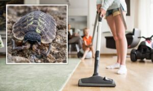 Read more about the article How to Get Rid of Woodlice in the Home Naturally: A Comprehensive Guide